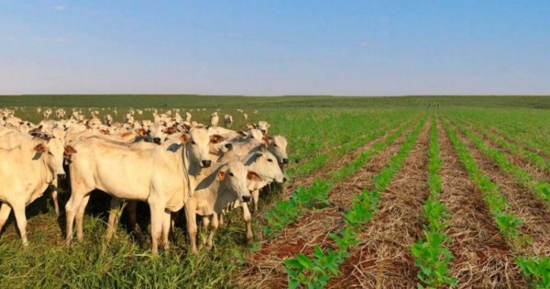 MinistÃ©rio da Agricultura estima VBP AgropecuÃ¡rio em R$ 1,032 trilhÃ£o